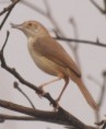 /album/photogallery/whistling-cisticola-3-jpg/